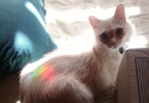 El gato que soñó ser libélula